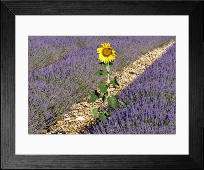 Framed Print : Lavandin - Lavender - with single Sunflower Lavender properties: anti-infective, spasmolytic, analgesic, local anesthetic, diuretics, worming, calming, anti-depressive, healing Sault, Vaucluse, France Framed Print : Lavandin - Lavender - with single Sunflower Lavender properties: anti-infective, spasmolytic, analgesic, local anesthetic, diuretics, worming, calming, anti-depressive, healing Sault, Vaucluse, France