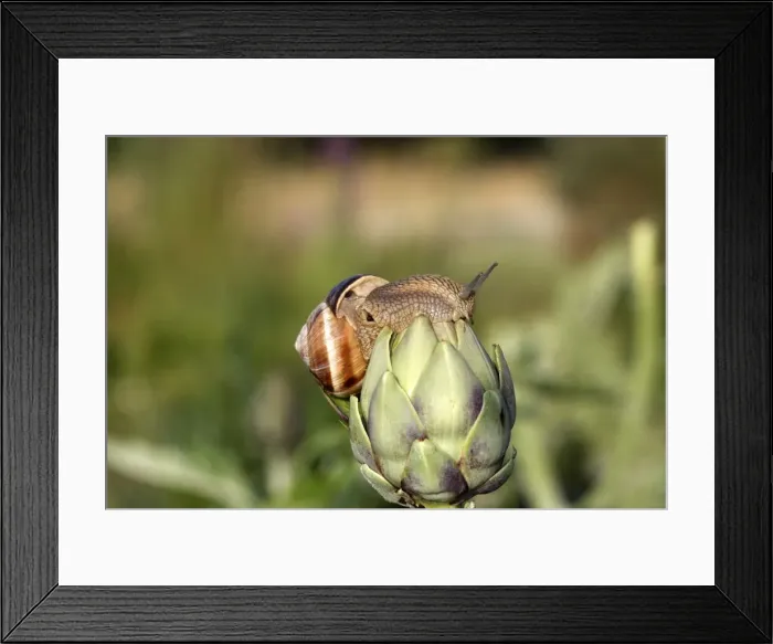 Framed Print : Snail - Escargot Turc (Turkish snail) - on globe artichoke. France Framed Print : Snail - Escargot Turc (Turkish snail) - on globe artichoke. France