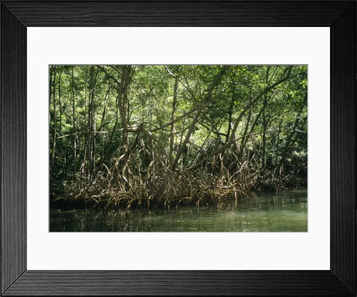 Framed Print : Dominican Republic - mangrove Los Haitises National Park, Dominican Republic (Hispaniola) Framed Print : Dominican Republic - mangrove Los Haitises National Park, Dominican Republic (Hispaniola)