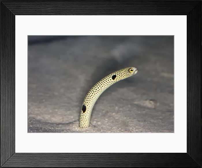 Framed Print : Spotted Garden Eel. Vancouver aquarium. Canada Framed Print : Spotted Garden Eel. Vancouver aquarium. Canada