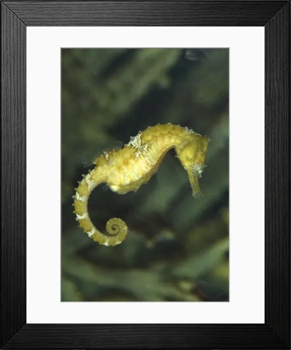 Framed Print : Seahorse. Vancouver aquarium. Canada. Order: Gasterosteiformes  /  Syngnathiformes