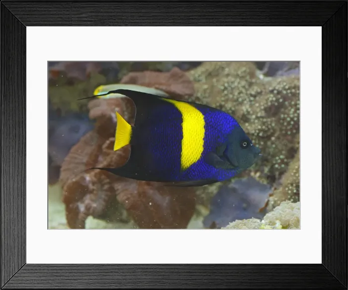 Framed Print : Arabian Angelfish / Crescent Angelfish. Vancouver aquarium. Canada Framed Print : Arabian Angelfish / Crescent Angelfish. Vancouver aquarium. Canada