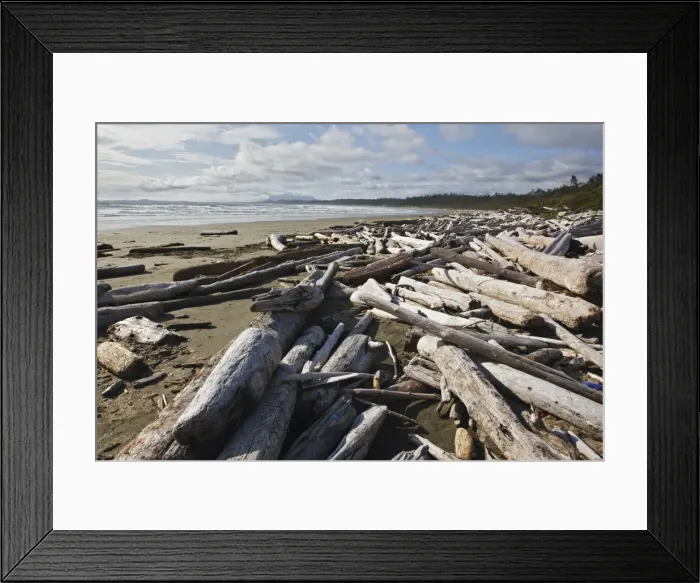 Framed Print : Beach with driftwood - Clayoquot Bay - Pacific Rim National Park - Tofino - West Coast Vancouver Island - Canada Framed Print : Beach with driftwood - Clayoquot Bay - Pacific Rim National Park - Tofino - West Coast Vancouver Island - Canada