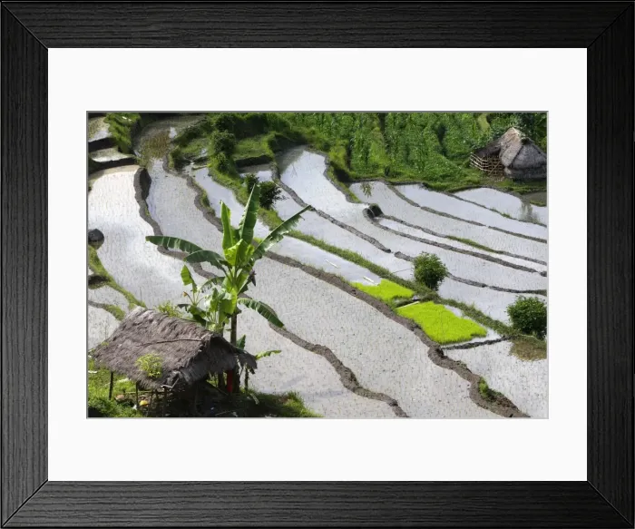Framed Print : Rice fields / paddies / terraces near Sidemen in Bali - Indonesia Framed Print : Rice fields / paddies / terraces near Sidemen in Bali - Indonesia