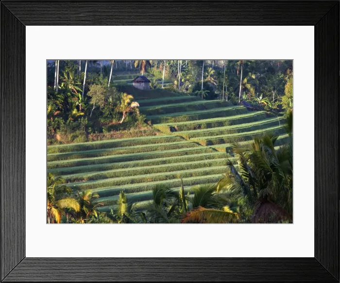 Framed Print : Rice fields / paddies / terraces in Papuan in Bali - Indonesia Framed Print : Rice fields / paddies / terraces in Papuan in Bali - Indonesia