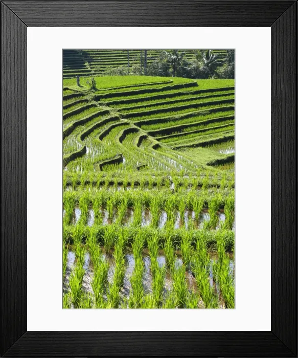 Framed Print : Rice fields / paddies / terraces in Papuan in Bali - Indonesia Framed Print : Rice fields / paddies / terraces in Papuan in Bali - Indonesia