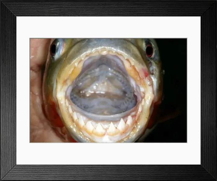 Framed Print : Red / Red-Bellied Piranha - mouth wide open showing teeth - Venezuela Framed Print : Red / Red-Bellied Piranha - mouth wide open showing teeth - Venezuela