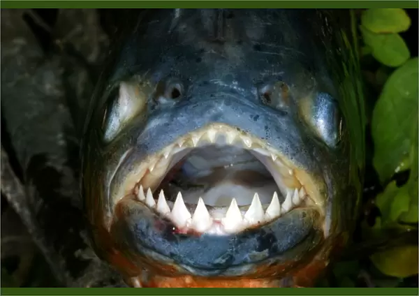 Red  /  Red-Bellied Piranha - mouth wide open showing teeth - Venezuela