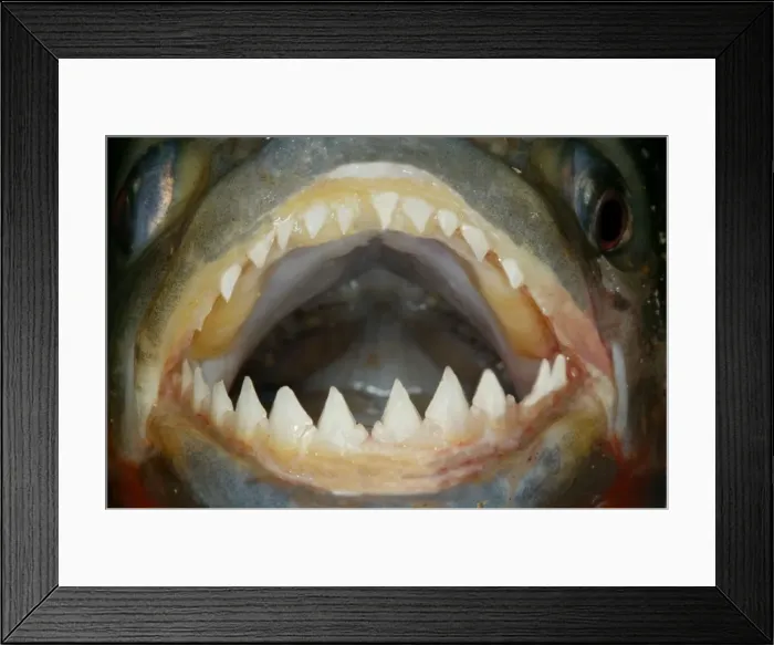 Framed Print : Red / Red-Bellied Piranha - mouth wide open showing teeth - Venezuela Framed Print : Red / Red-Bellied Piranha - mouth wide open showing teeth - Venezuela