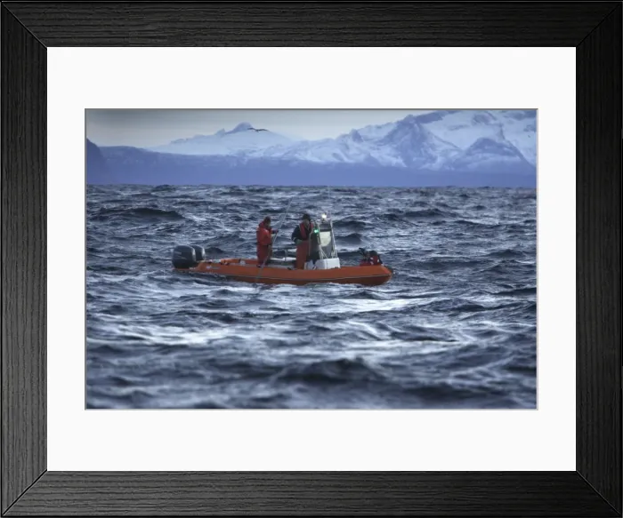 Framed Print : Observation boat with scientists looking for Killer Whales (Orcinus orca) - Tysfjord - Lofoten Isles - Norway Framed Print : Observation boat with scientists looking for Killer Whales (Orcinus orca) - Tysfjord - Lofoten Isles - Norway