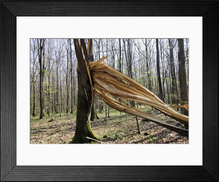 Framed Print : Lightning strkie on Beech tree in forest in the Vosges Alsace France Framed Print : Lightning strkie on Beech tree in forest in the Vosges Alsace France