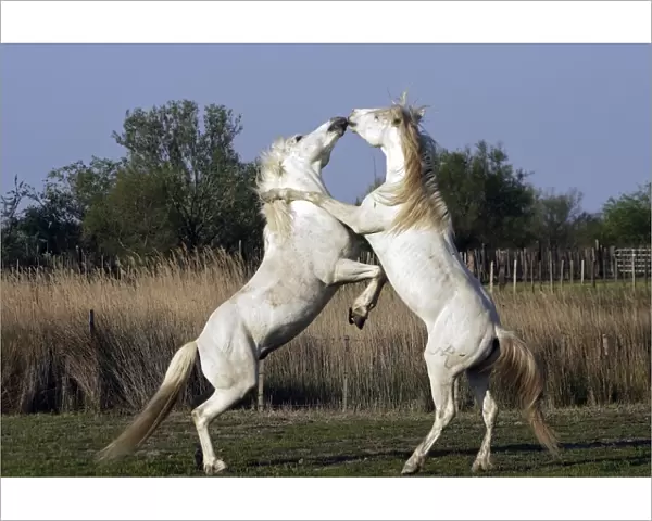Camargue Horses - stallions fighting - Saintes Maries de la Mer - Camargue - Bouches du Rhone - France