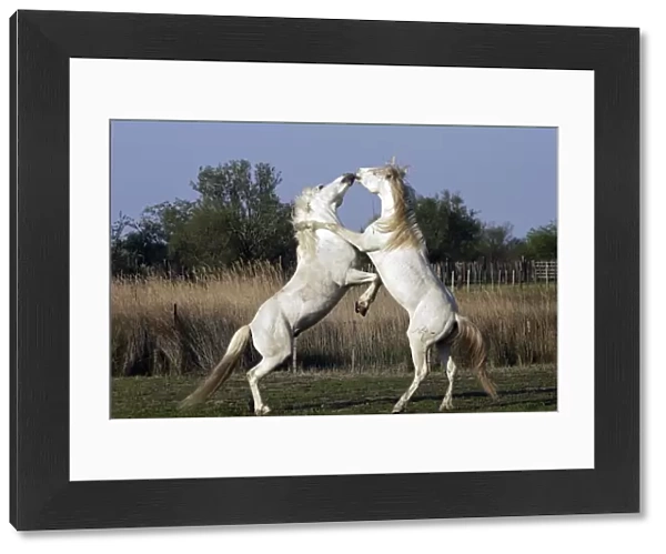 Camargue Horses - stallions fighting - Saintes Maries de la Mer - Camargue - Bouches du Rhone - France