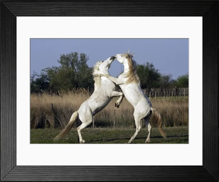 Framed Print : Camargue Horses - stallions fighting - Saintes Maries de la Mer - Camargue - Bouches du Rhone - France Framed Print : Camargue Horses - stallions fighting - Saintes Maries de la Mer - Camargue - Bouches du Rhone - France