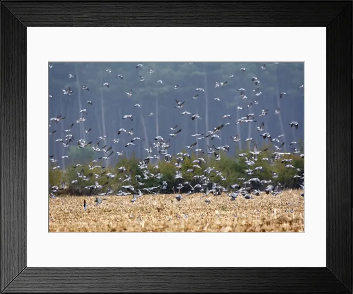 Framed Print : Wood Pigeon - large flock in flight - Landes - France Framed Print : Wood Pigeon - large flock in flight - Landes - France