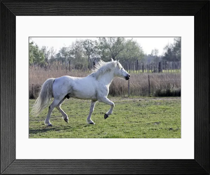 Framed Print : Camargue Horse - in field - Saintes Maries de la Mer - Camargue - Bouches du Rhone - France Framed Print : Camargue Horse - in field - Saintes Maries de la Mer - Camargue - Bouches du Rhone - France