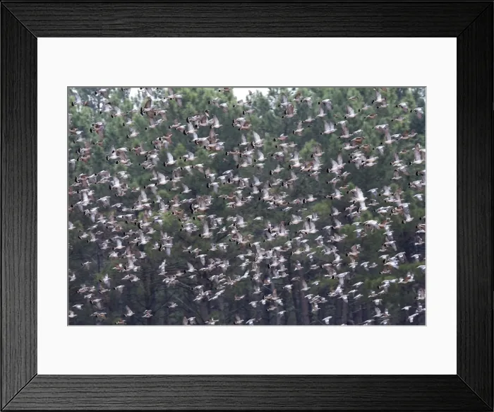 Framed Print : Wood Pigeon - large flock in flight - Landes - France Framed Print : Wood Pigeon - large flock in flight - Landes - France