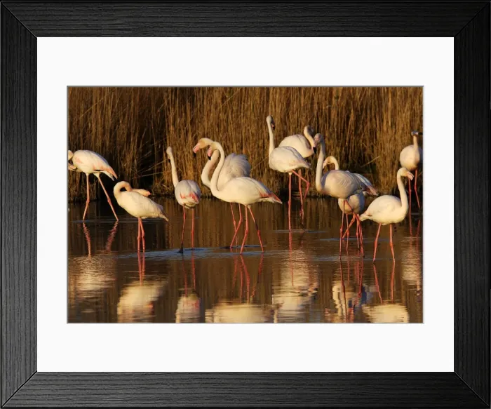 Framed Print : Greater Flamingo - standing in water - Parc Ornithologique du Pont de Gau - Saintes Maries de la mer - Camargue - Bouches du Rhone - France Framed Print : Greater Flamingo - standing in water - Parc Ornithologique du Pont de Gau - Saintes Maries de la mer - Camargue - Bouches du Rhone - France