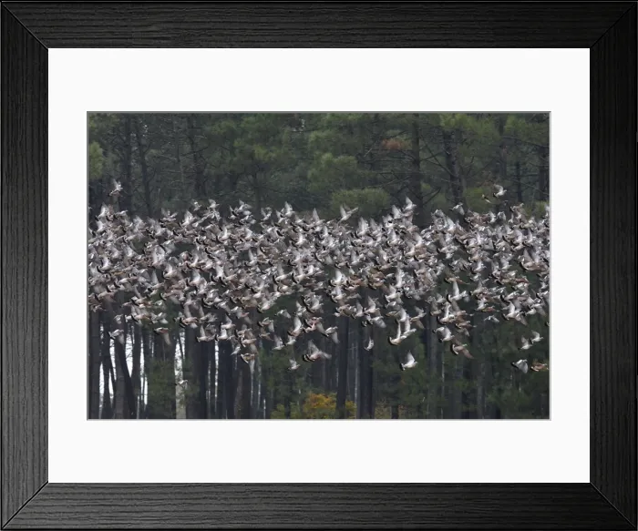Framed Print : Wood Pigeon - large flock in flight - Landes - France Framed Print : Wood Pigeon - large flock in flight - Landes - France