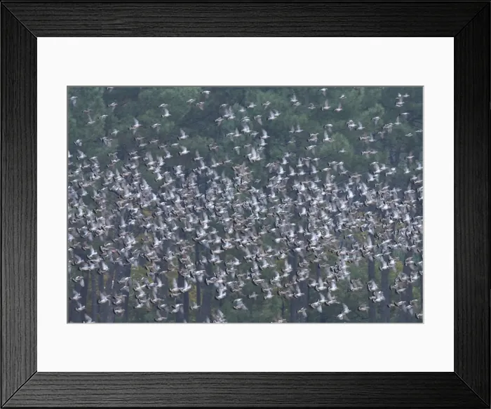 Framed Print : Wood Pigeon - large flock in flight - Landes - France Framed Print : Wood Pigeon - large flock in flight - Landes - France