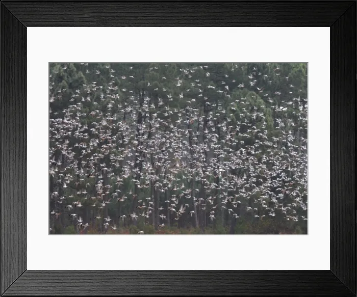 Framed Print : Wood Pigeon - large flock in flight - Landes - France Framed Print : Wood Pigeon - large flock in flight - Landes - France