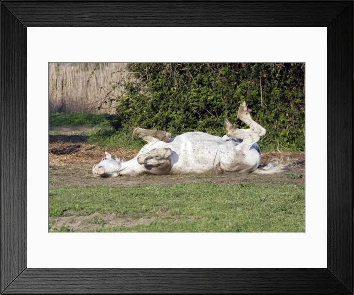 Framed Print : Camargue Horse - rolling on back - Saintes Maries de la mer - Camargue - Bouches du Rhone - France Framed Print : Camargue Horse - rolling on back - Saintes Maries de la mer - Camargue - Bouches du Rhone - France