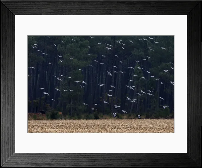 Framed Print : Wood Pigeon - large flock in flight - Landes - France Framed Print : Wood Pigeon - large flock in flight - Landes - France