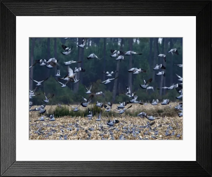 Framed Print : Wood Pigeon - large flock in flight landing in field - Landes - France Framed Print : Wood Pigeon - large flock in flight landing in field - Landes - France