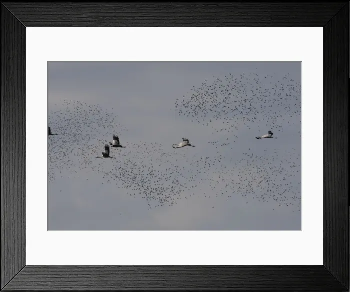 Framed Print : Common Crane - in flight with Wood Pigeons & Doves in the background - Landes - France Framed Print : Common Crane - in flight with Wood Pigeons & Doves in the background - Landes - France