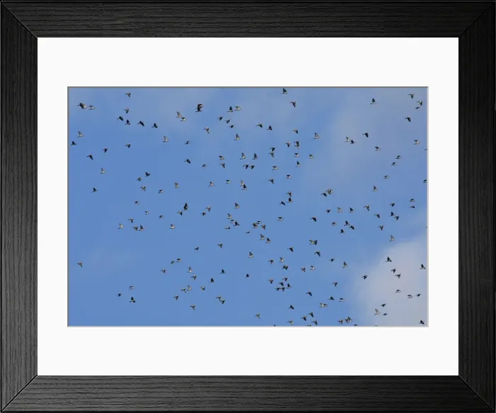 Framed Print : Wood Pigeon - large flock in flight - Landes - France Framed Print : Wood Pigeon - large flock in flight - Landes - France