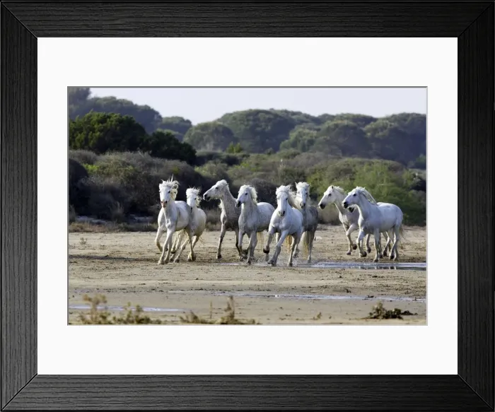Framed Print : Camargue Horses - running on beach - Saintes Maries de la Mer - Camargue - Bouches du Rhone - France Framed Print : Camargue Horses - running on beach - Saintes Maries de la Mer - Camargue - Bouches du Rhone - France