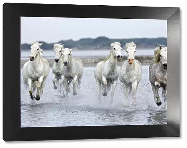 Camargue Horses - running through water - Saintes Maries de la mer - Camargue - Bouches du Rhone - France