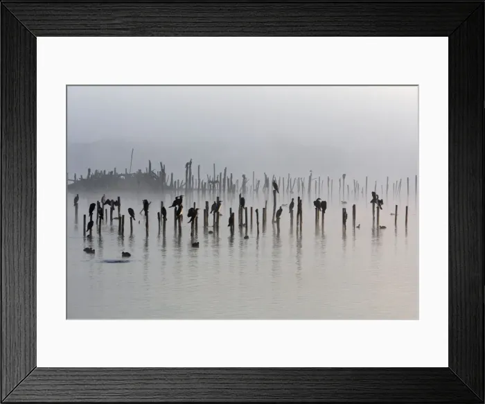 Framed Print : Great Cormorant - sitting on posts - Le Parc Ornithologique du Teich - Arcachon - Bassin d'Arcachon - Gironde - France
