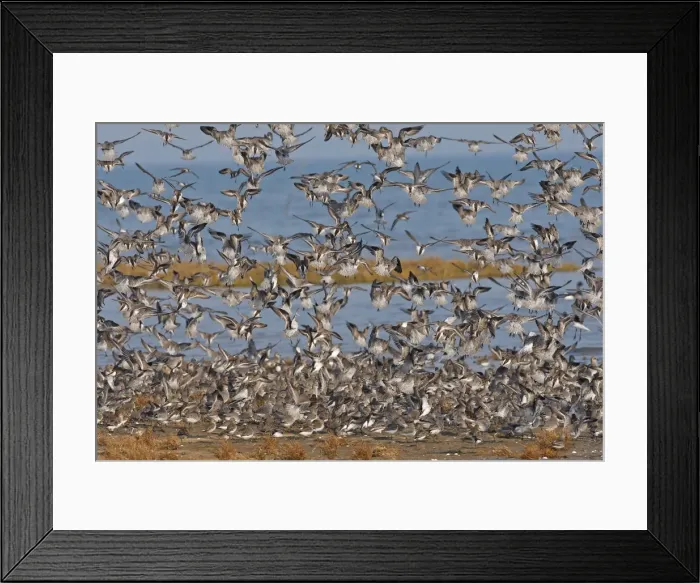 Framed Print : Various Waders: mainly Dunlin - in flight - D'oleron - Poitou charente - France Framed Print : Various Waders: mainly Dunlin - in flight - D'oleron - Poitou charente - France