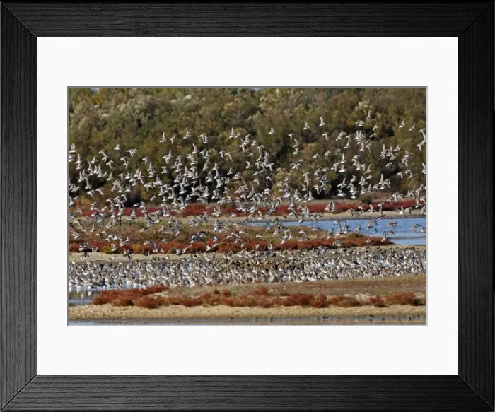 Framed Print : Various Waders - (mainly Dunlin) Le Parc Ornithologique du Teich - Arcachon - Bassin d'Arcachon - Gironde - France Framed Print : Various Waders - (mainly Dunlin) Le Parc Ornithologique du Teich - Arcachon - Bassin d'Arcachon - Gironde - France