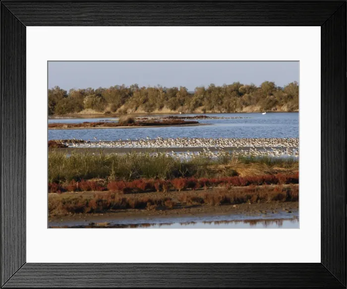 Framed Print : Various Waders: Dunlin - Ringed Plover - Black-tailed Godwit - Bassin d'Arcachon - France Framed Print : Various Waders: Dunlin - Ringed Plover - Black-tailed Godwit - Bassin d'Arcachon - France