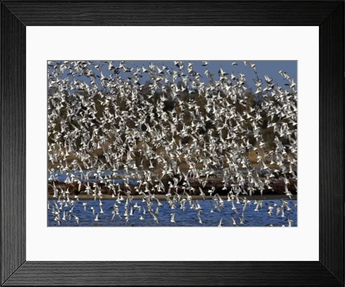 Framed Print : Various Waders: mainly Dunlin - Ringed Plover - Black-tailed Godwit - Red Knot - Curlew - in flight - Le Parc Ornithologique du Teich - Arcachon - Bassin d'Arcachon - Gironde - France Framed Print : Various Waders: mainly Dunlin - Ringed Plover - Black-tailed Godwit - Red Knot - Curlew - in flight - Le Parc Ornithologique du Teich - Arcachon - Bassin d'Arcachon - Gironde - France