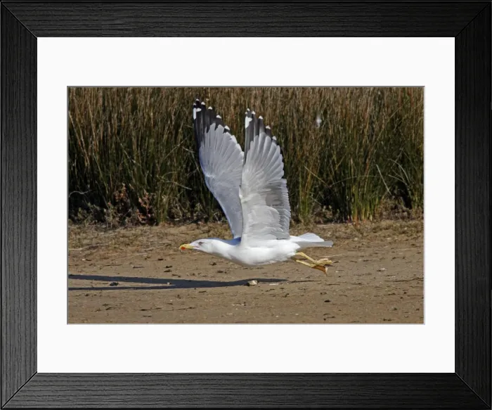 Framed Print : Yellow-legged Gull - in flight - Le Parc Ornithologique du Teich - Arcachon - Bassin d'Arcachon - Gironde - France Framed Print : Yellow-legged Gull - in flight - Le Parc Ornithologique du Teich - Arcachon - Bassin d'Arcachon - Gironde - France