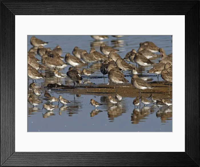 Framed Print : Black-tailed Godwit & Dunlin (Calidris alpina) - on shore - Le Parc Ornithologique du Teich - Arcachon - Bassin d'Arcachon - Gironde - France Framed Print : Black-tailed Godwit & Dunlin (Calidris alpina) - on shore - Le Parc Ornithologique du Teich - Arcachon - Bassin d'Arcachon - Gironde - France