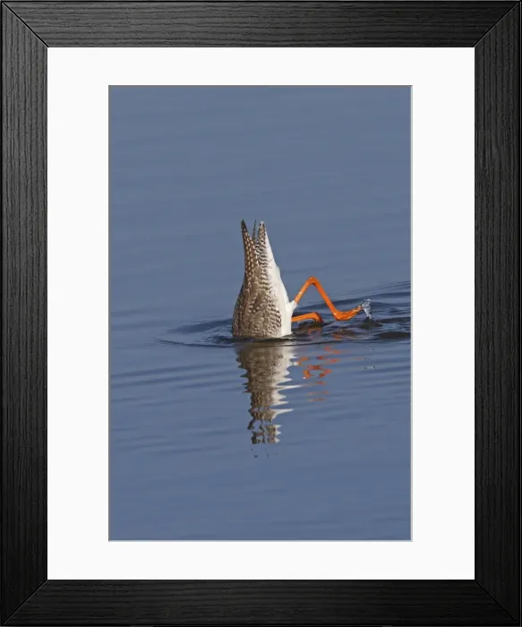 Framed Print : Spotted Redshank - upended looking for food - Le Parc Ornithologique du Teich - Arcachon - Bassin d'Arcachon - Gironde - France Framed Print : Spotted Redshank - upended looking for food - Le Parc Ornithologique du Teich - Arcachon - Bassin d'Arcachon - Gironde - France