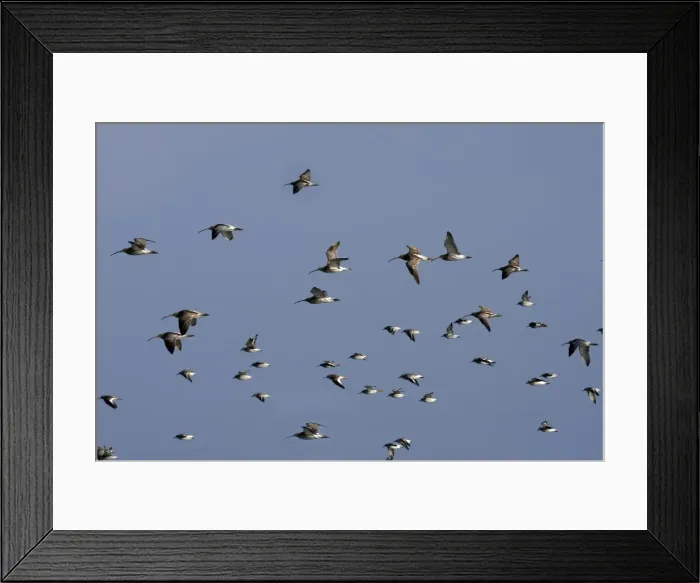 Framed Print : Various Waders: mainly Dunlin and Curlew - in flight - D'oleron - Poitou charente - France Framed Print : Various Waders: mainly Dunlin and Curlew - in flight - D'oleron - Poitou charente - France