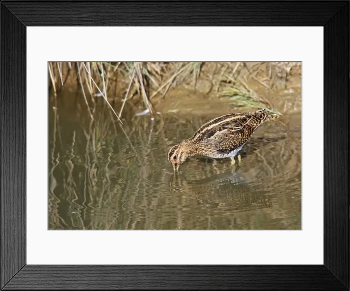Framed Print : Common Snipe - feeding - Le Parc Ornithologique du Teich - Arcachon - Bassin d'Arcachon - Gironde - France Framed Print : Common Snipe - feeding - Le Parc Ornithologique du Teich - Arcachon - Bassin d'Arcachon - Gironde - France