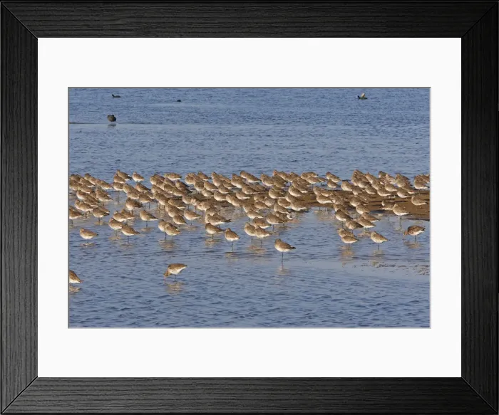 Framed Print : Black-tailed Godwit - Le Parc Ornithologique du Teich - Arcachon - Bassin d'Arcachon - France Framed Print : Black-tailed Godwit - Le Parc Ornithologique du Teich - Arcachon - Bassin d'Arcachon - France