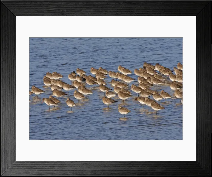 Framed Print : Black-tailed Godwit - Le Parc Ornithologique du Teich - Arcachon - Bassin d'Arcachon - Gironde - France Framed Print : Black-tailed Godwit - Le Parc Ornithologique du Teich - Arcachon - Bassin d'Arcachon - Gironde - France
