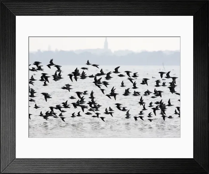 Framed Print : Various Waders: mainly Dunlin - in flight - D'oleron - Poitou charente - France Framed Print : Various Waders: mainly Dunlin - in flight - D'oleron - Poitou charente - France