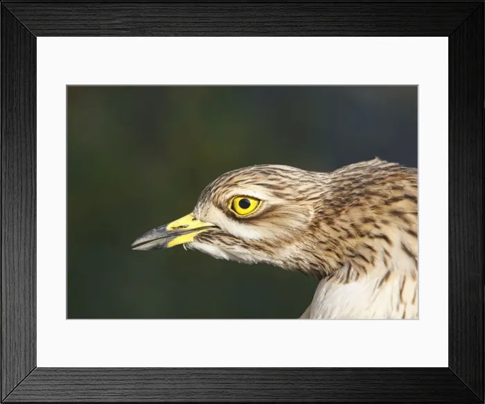 Framed Print : Stone-curlew - Le Parc Ornithologique du Teich - Arcachon - Bassin d'Arcachon - Gironde - France Framed Print : Stone-curlew - Le Parc Ornithologique du Teich - Arcachon - Bassin d'Arcachon - Gironde - France
