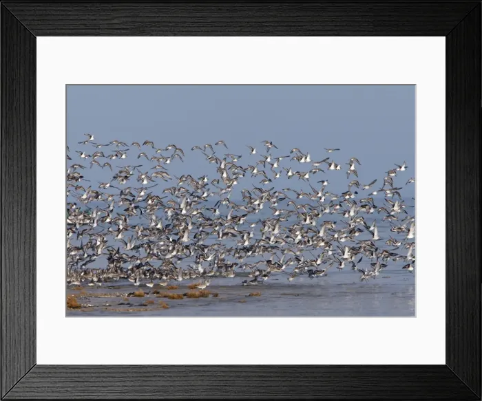 Framed Print : Various Waders: Dunlin - Ringed Plover - Black-tailed Godwit - Red Knot - Curlew - in flight - Poitou charente - France Framed Print : Various Waders: Dunlin - Ringed Plover - Black-tailed Godwit - Red Knot - Curlew - in flight - Poitou charente - France