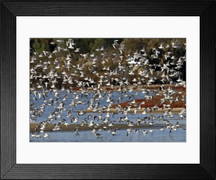 Framed Print : Various Waders - (mainly Dunlin) - in flight - Le Parc Ornithologique du Teich - Arcachon - Bassin d'Arcachon - Gironde - France