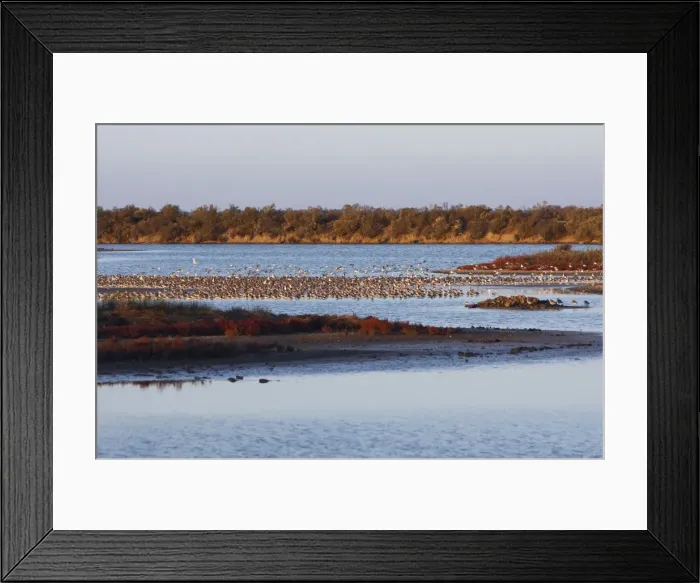 Framed Print : Various Waders - Le Parc Ornithologique du Teich - Arcachon - Bassin d'Arcachon - Gironde - France Framed Print : Various Waders - Le Parc Ornithologique du Teich - Arcachon - Bassin d'Arcachon - Gironde - France