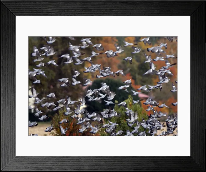 Framed Print : Wood Pigeon - large flock in flight - Landes - France Framed Print : Wood Pigeon - large flock in flight - Landes - France
